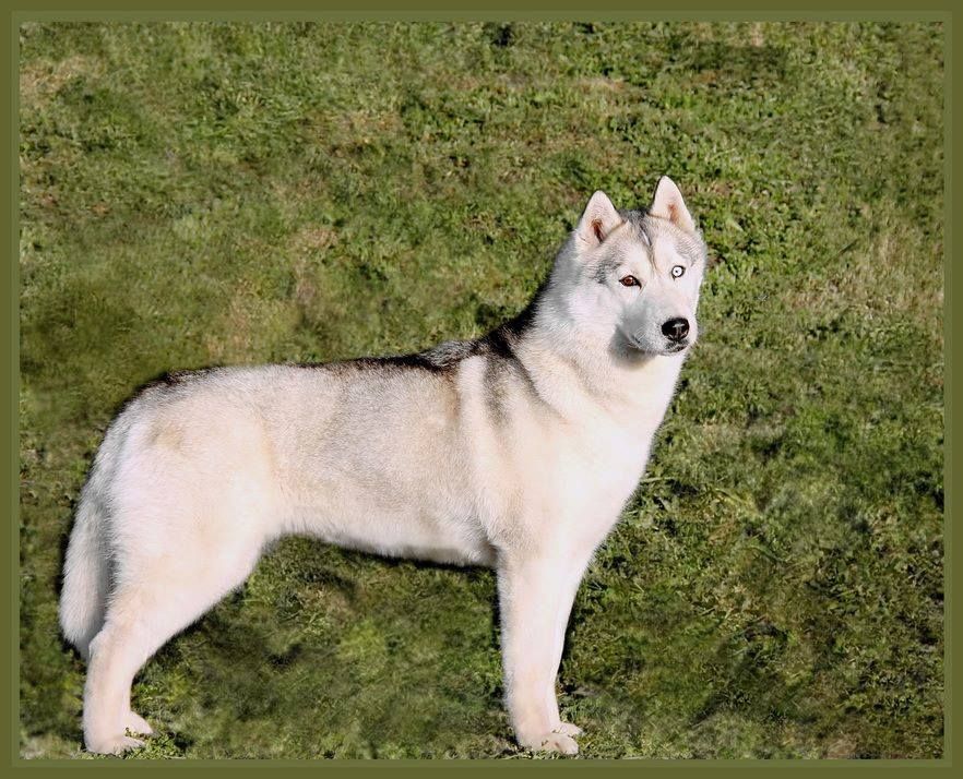 Photo of Husky Imperial Attitud Of Winner