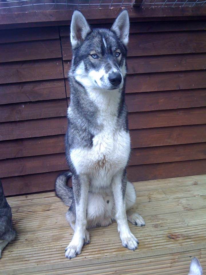 Photo of Bifrost Arlo at Chezhiver