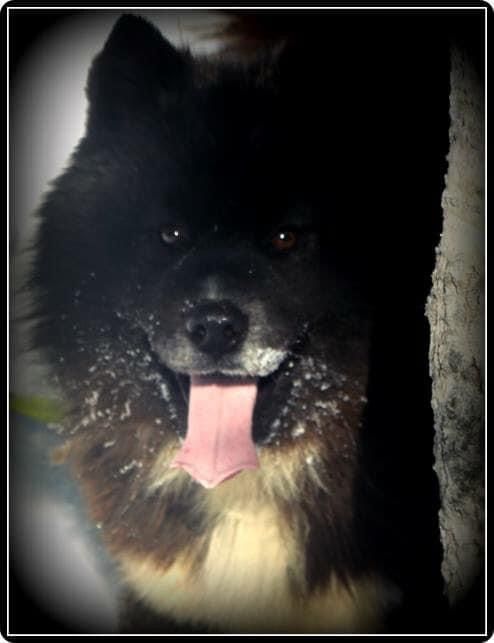 Photo of Wildheart’s Spirit Of the Bear Of FF