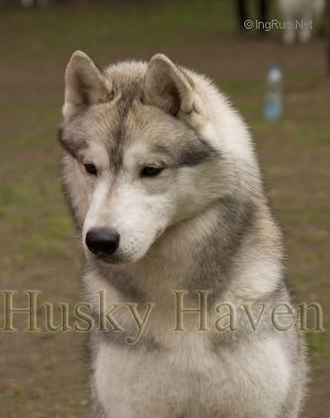 Photo of Husky Haven Tango & Cash