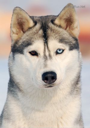 Photo of Arctic Magic Grand Star Attraction