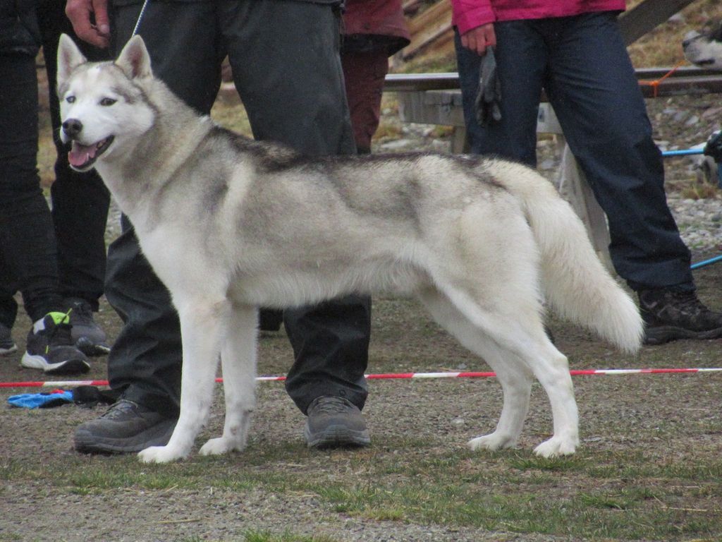 Photo of Arctic song's Og Arctic