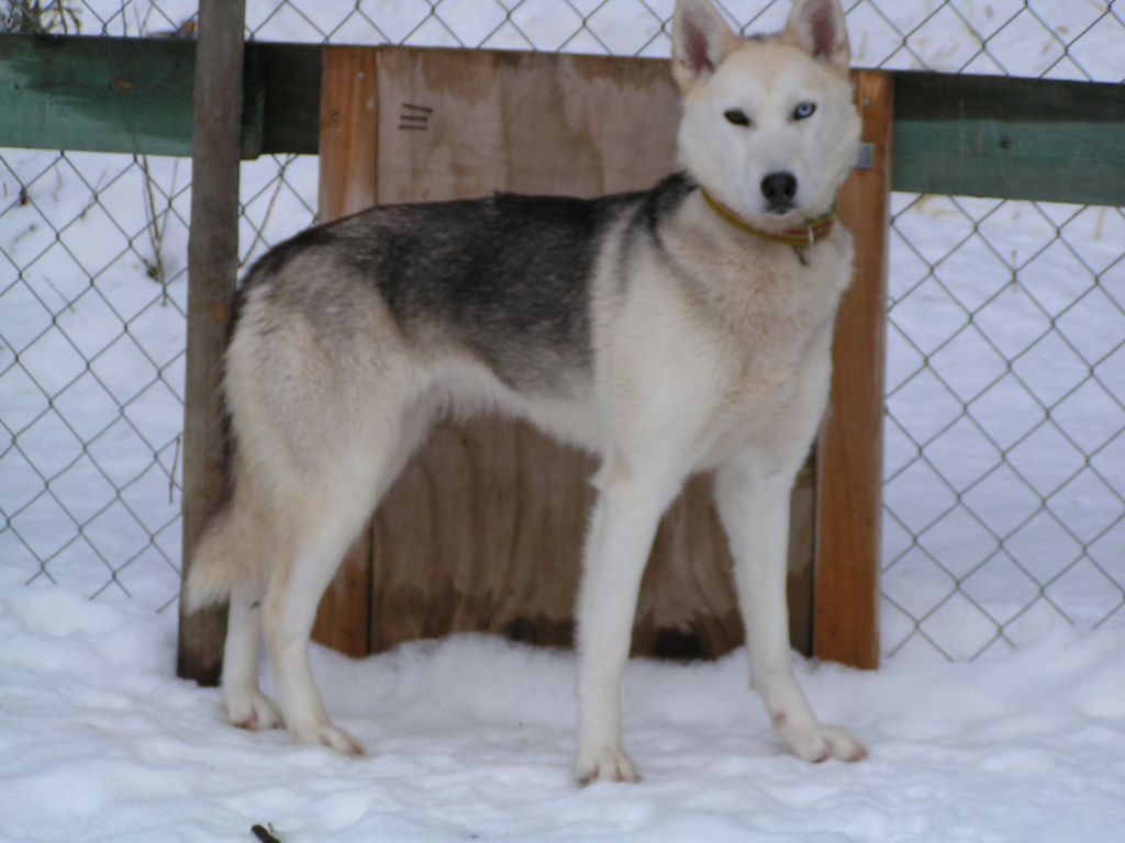 Photo of Arktisk Storm Diva