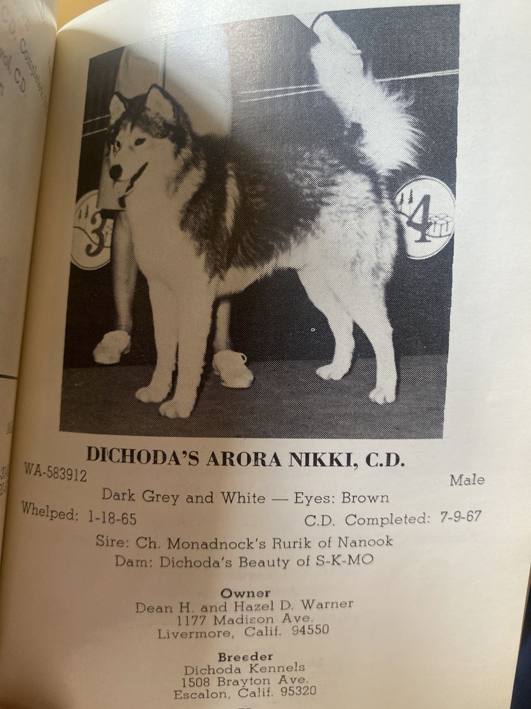 Photo of Dichoda’s Arora Nikki