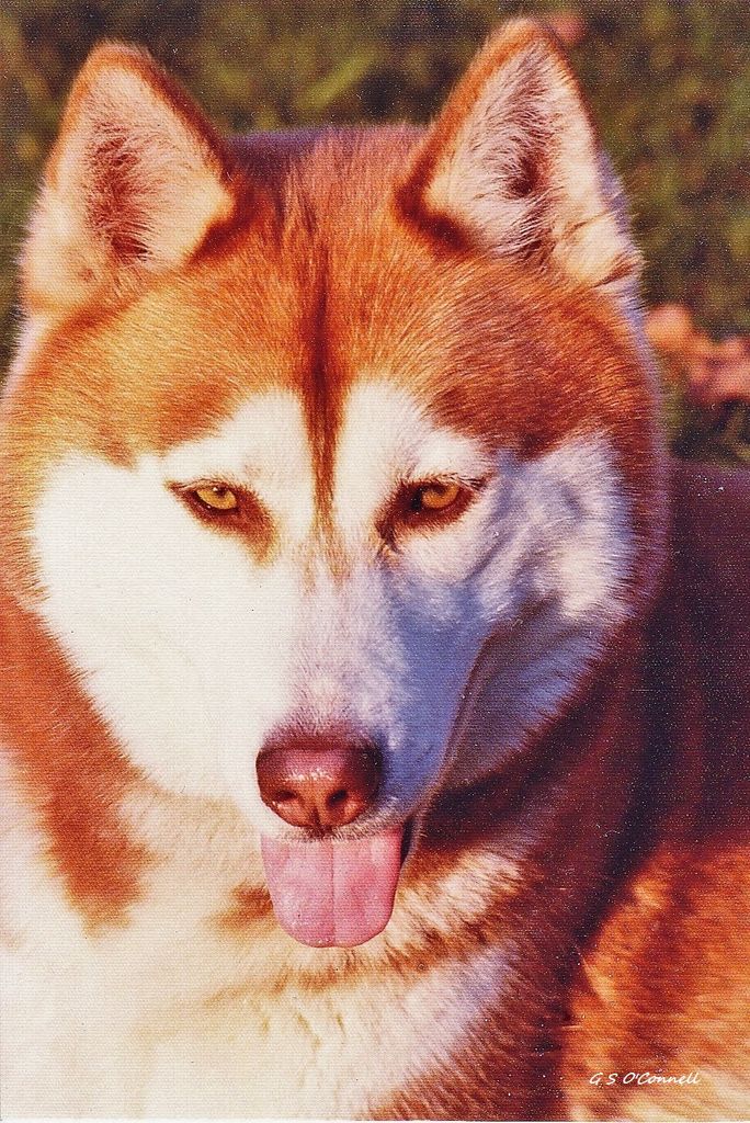 Photo of Alakazan's Scarlet Harlot