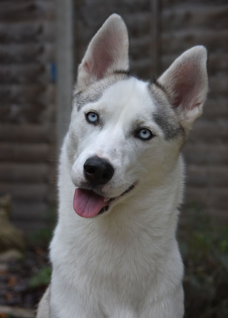 Photo of Tsaritsa's Atalanta