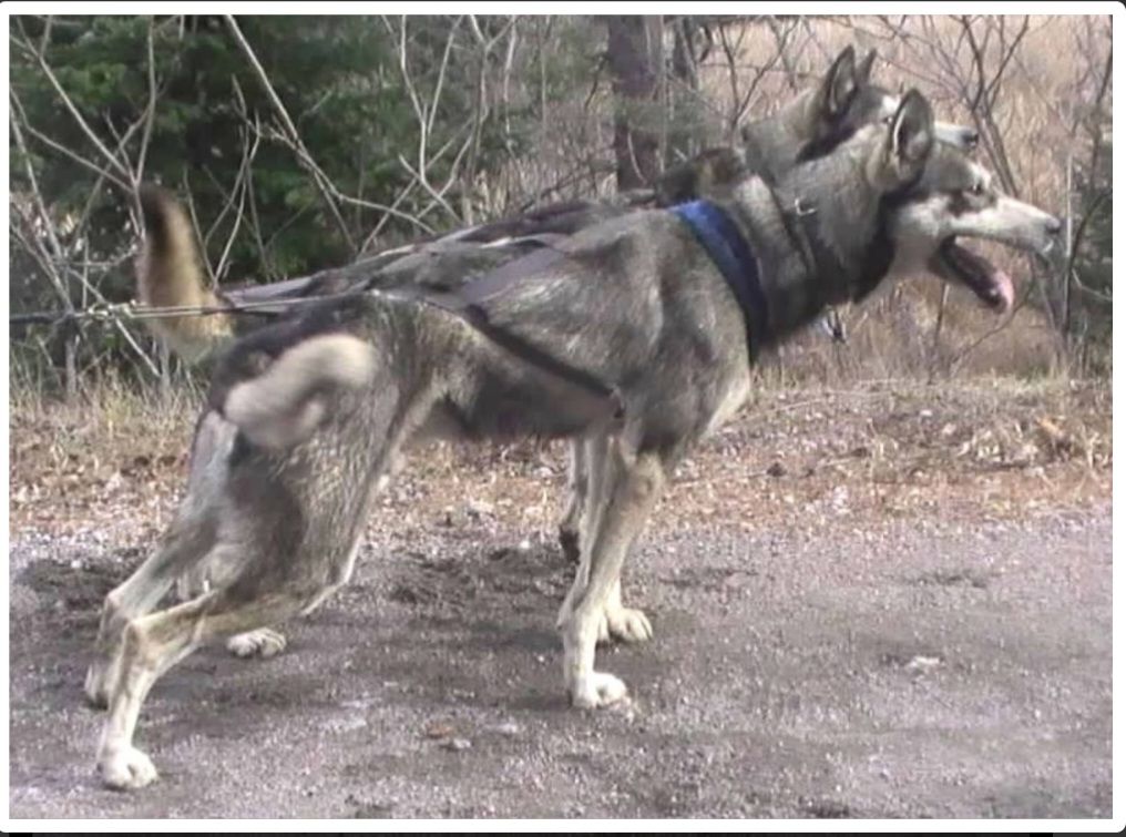 Photo of Lokiboden's Merlot