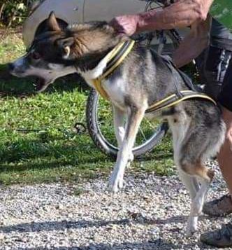 Photo of Nanook (Italy)