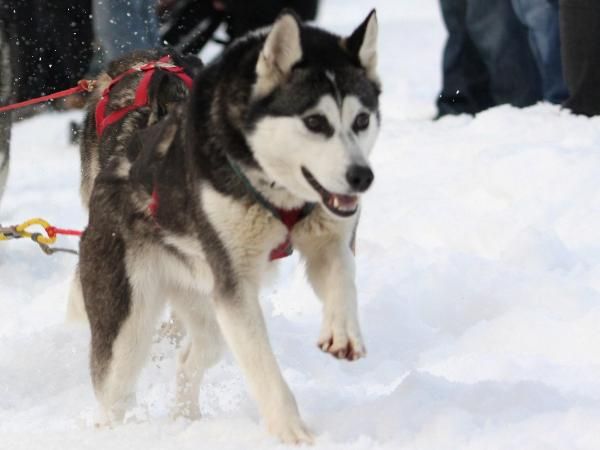 Photo of Alaskan’s Hulda Of Anadyr