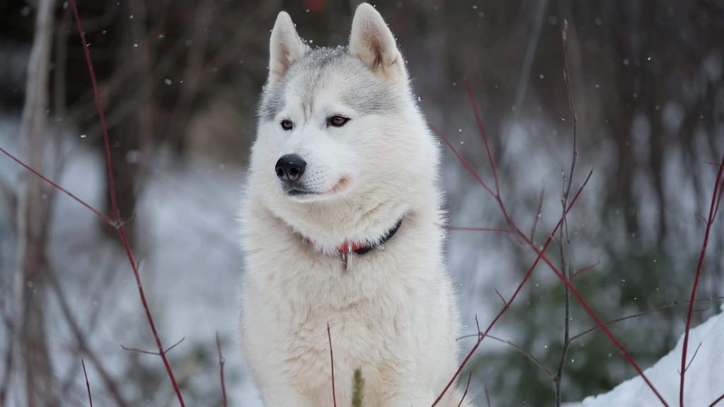 Photo of Kabu’s Oso