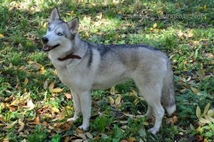 Photo of Yuki-Maya
