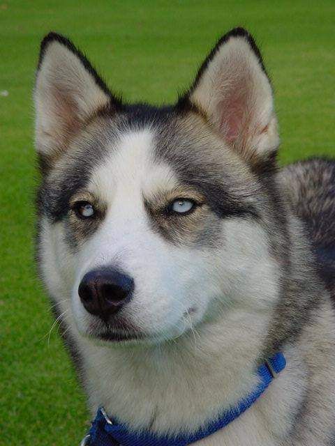 Photo of Jentol Amarok Wahosi