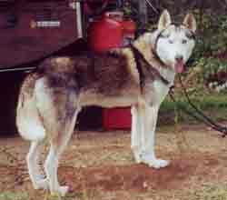 Photo of Kodiak’s Yukon Sundance