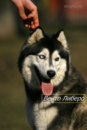 Photo of Gordost