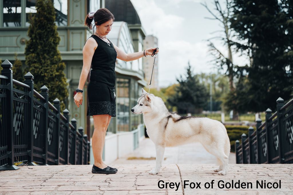 Photo of Grey Fox of Golden Nicol
