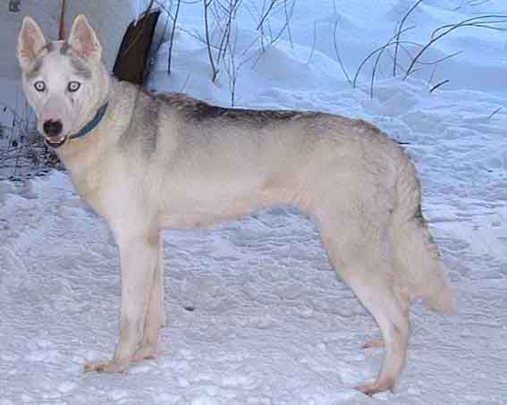 Photo of Snowy Queen av Vargevass