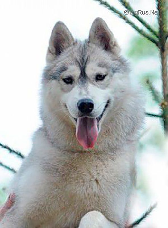 Photo of Husky Haven Shepot Zvezd Dlya Alveig