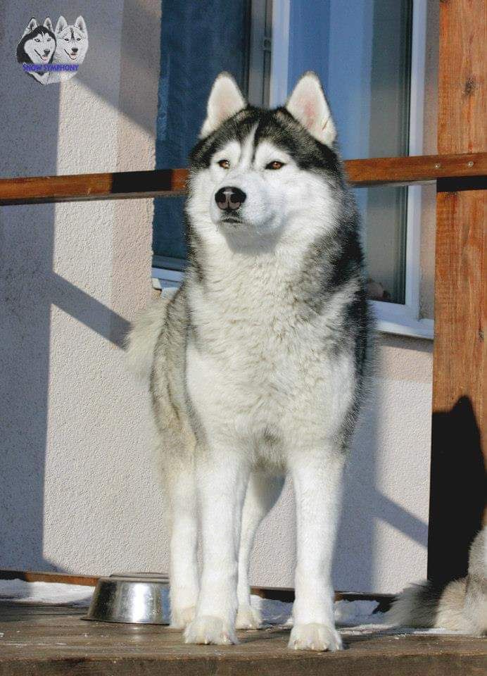 Photo of Husky Haven Winner For Snow Symphony