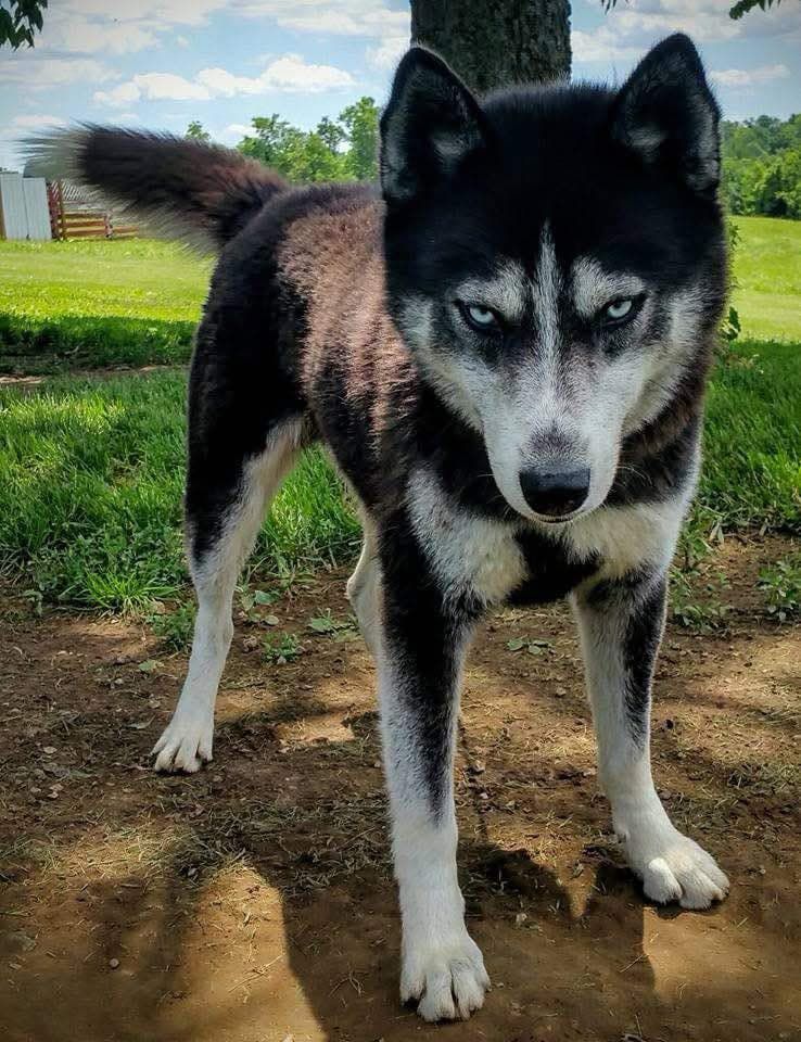 Photo of Ravage