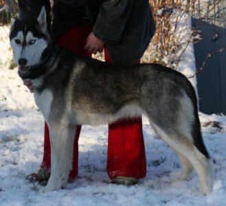 Photo of Moonrun’s Atena