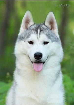 Photo of Bosniak’s Class Act