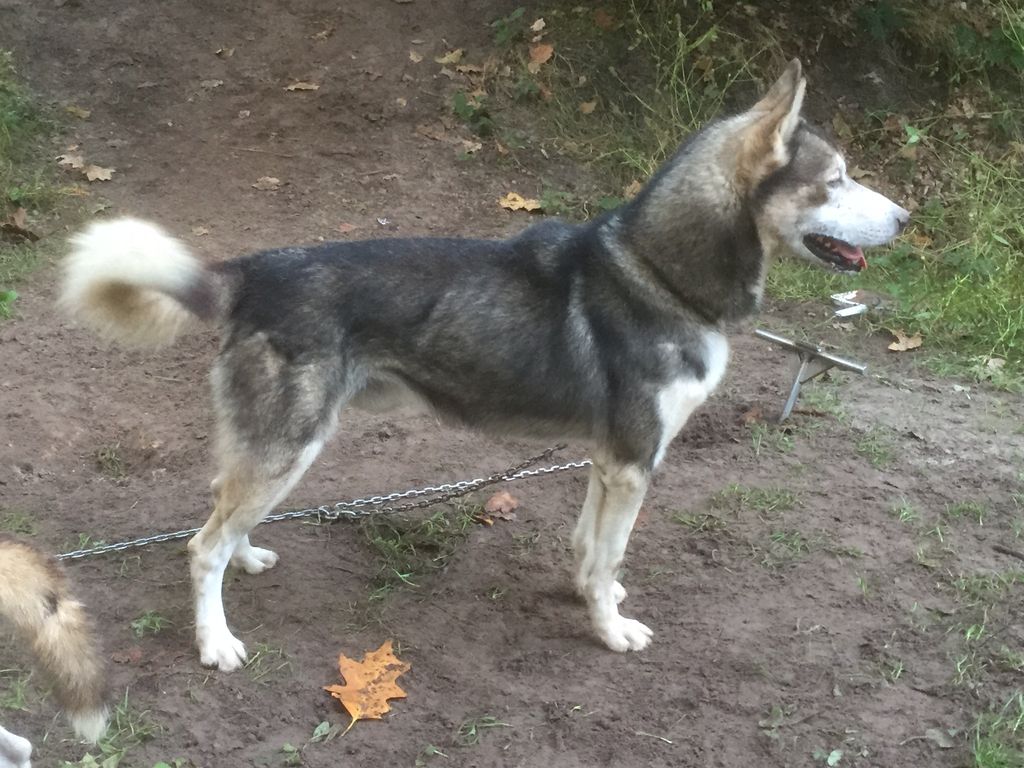 Photo of Ettore ab Canis Polaris
