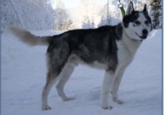 Photo of Wild Tribe’s Pachua