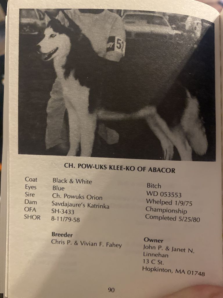 Photo of Pow-Uk’s Klee-Ko of Abacor