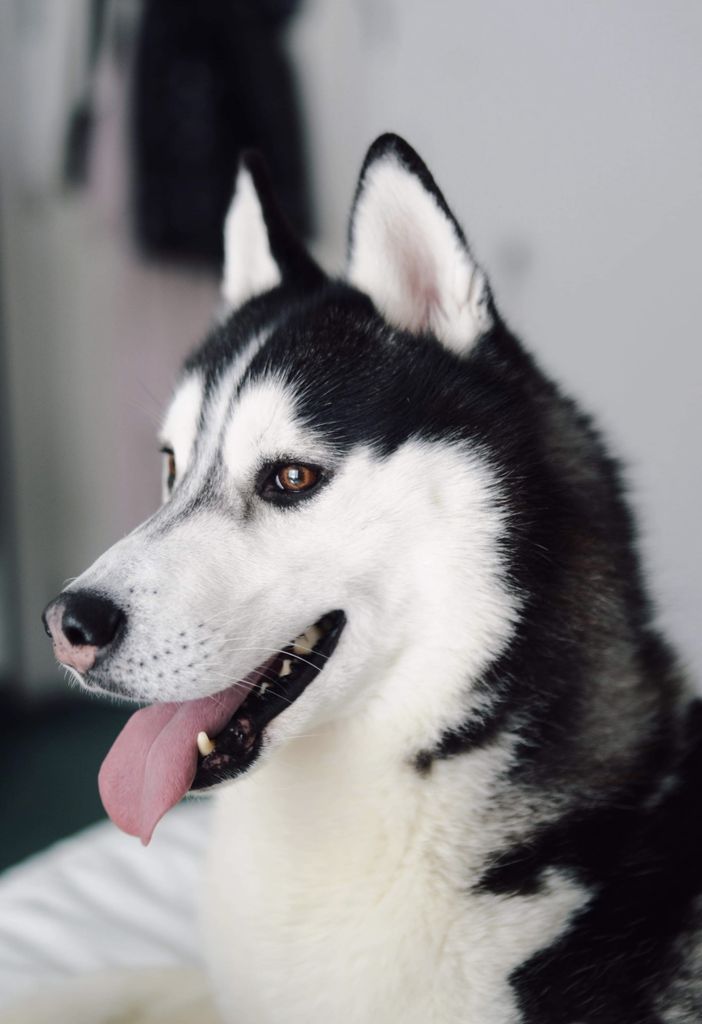 Photo of ArcticSun’s Wish I Was Abisha