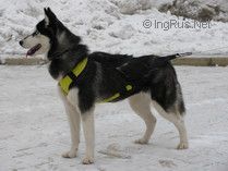 Photo of Snow Galaxy VIP Incognito Star