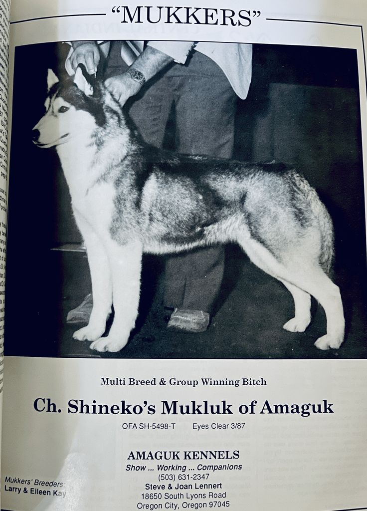 Photo of Shineko’s Mukluk Of Amaguk