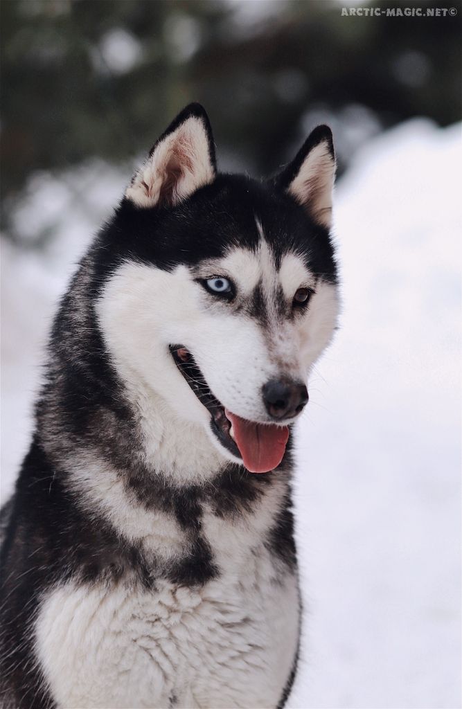 Photo of Arctic Magic Visa Infinite