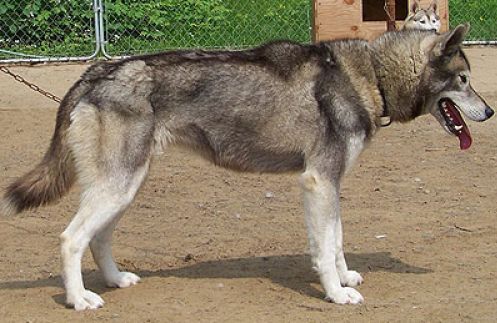 Photo of Sibersong’s Sawtooth Wolf