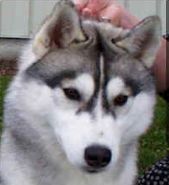 Photo of Highlander’s Mystical Sno-Song