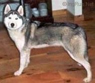 Photo of Alaskan’s Kitmuk Of Anadyr