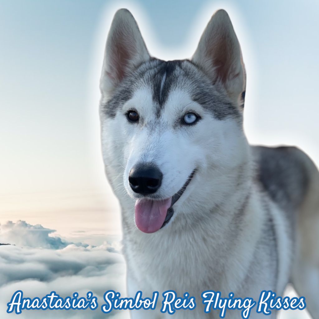 Photo of Anastasia’s Simbol Reis Flying Kisses