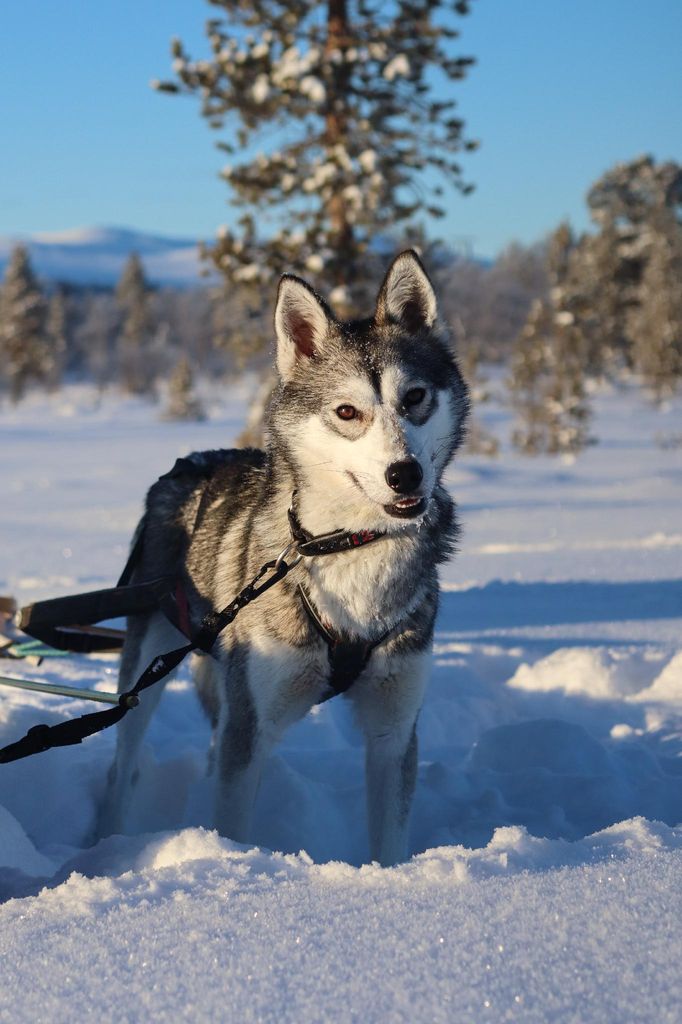 Photo of Icesmile's Chena