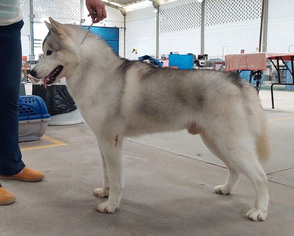 Photo of Jack’s Wolfpack Albus Dumbledore