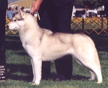 Photo of Kristari’s Daisy Mae