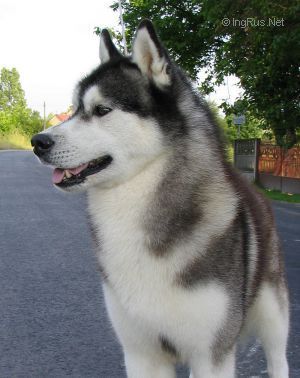 Photo of Togo de Ciukci