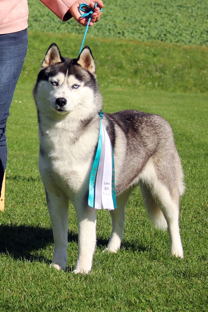 Photo of Inner Vision Wolfblood