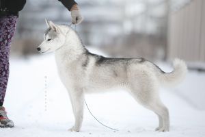 Photo of OlgiVan Show Haku