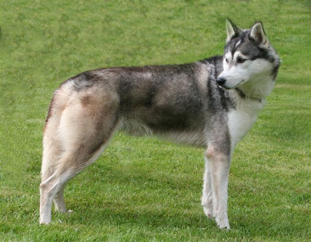 Photo of Nymånens Pluto