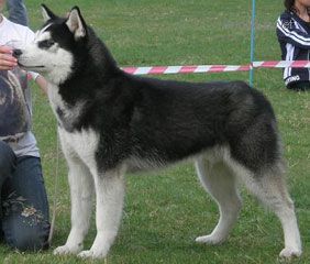 Photo of Husky Haven Blazing Star