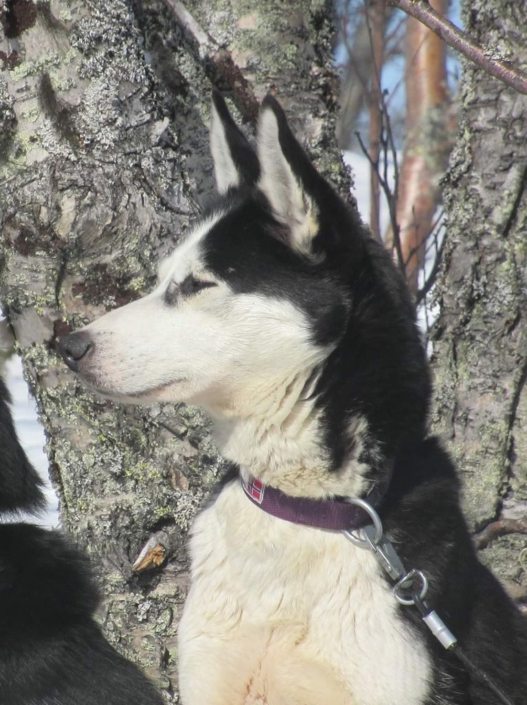 Photo of Kira av Nairebis