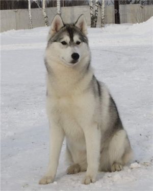 Photo of Husky Haven Beverly Hills Ice T