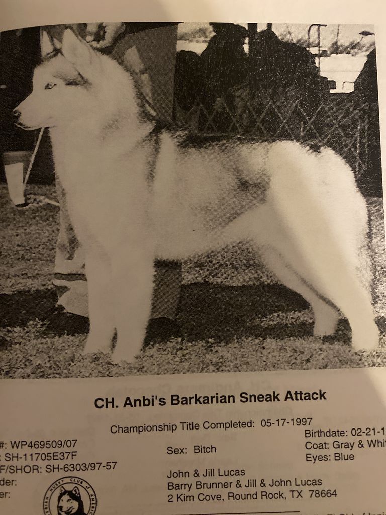 Photo of Anbi’s Barkarian Sneak Attack