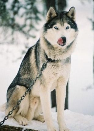 Photo of NorthWapiti’s Butch Cassidy