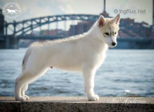 Photo of Graffsiberians Neo Anderson