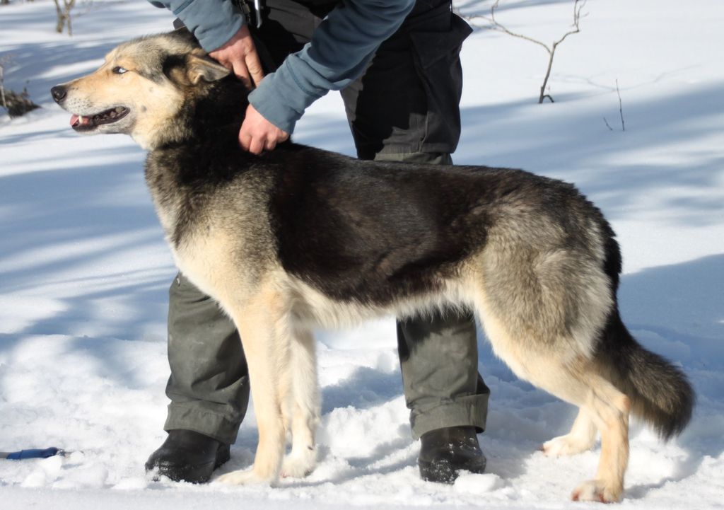 Photo of Ylajärvis LS Lovely Sapphire